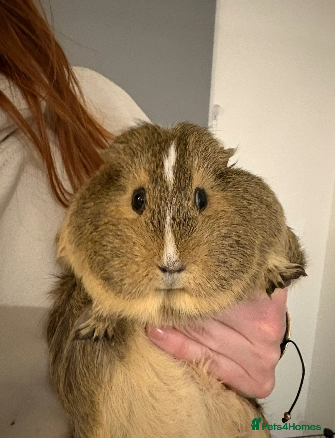 Guinea Pig rodents for sale: Two female guinea pigs in London - Advert 6