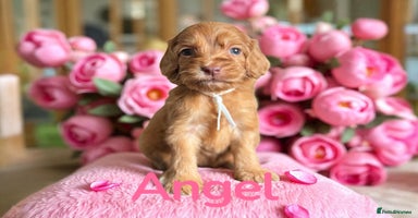 Cockapoo dogs - Advert 4
