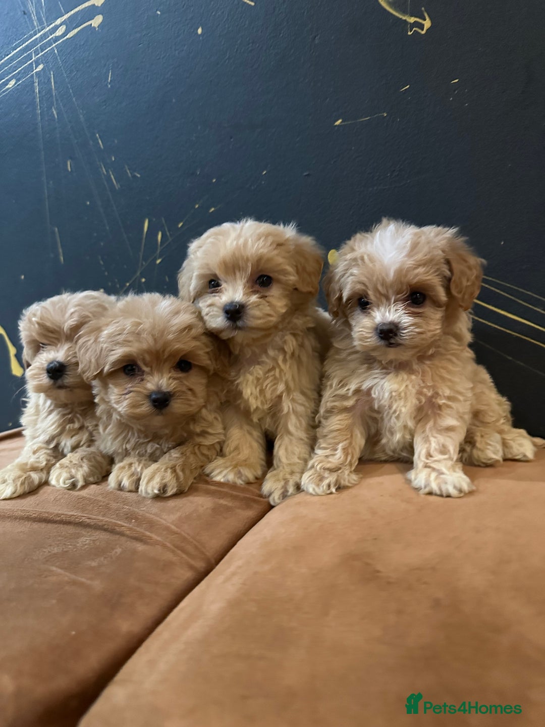 Maltipoo dogs for sale: Gourgeous toy maltipoo puppies❤️ - Image 5