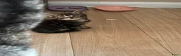 Mixed Breed cats for sale: 2 x beautiful male kittens - Advert 8