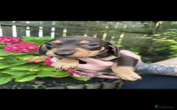 Mixed Breed dogs for sale: Miniature dachshund/ miniature pinscher in Widnes - Image 7