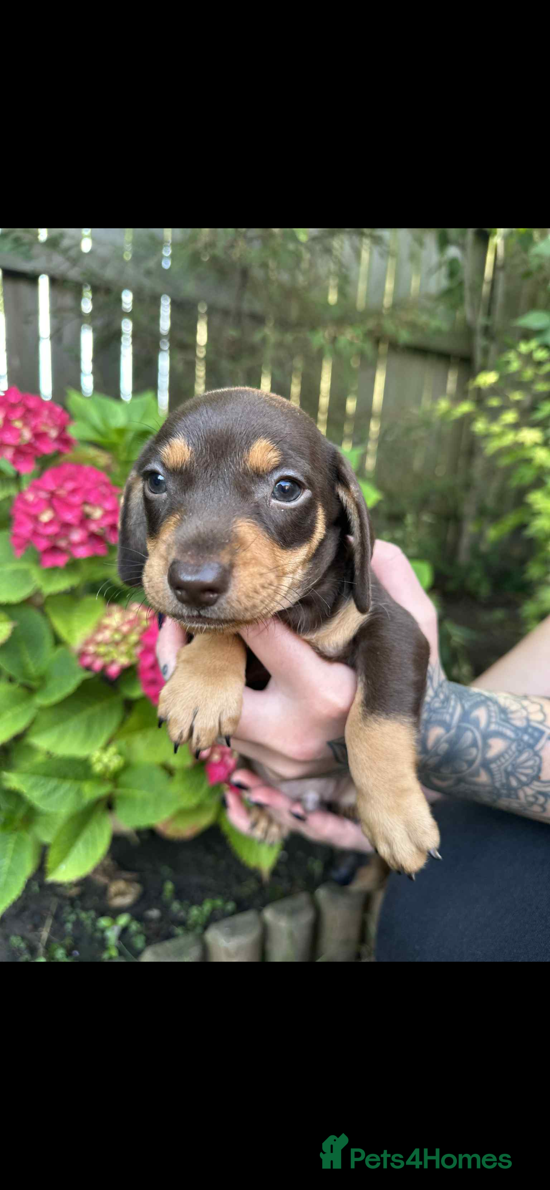 Mixed Breed dogs for sale: Miniature dachshund/ miniature pinscher in Widnes - Image 7
