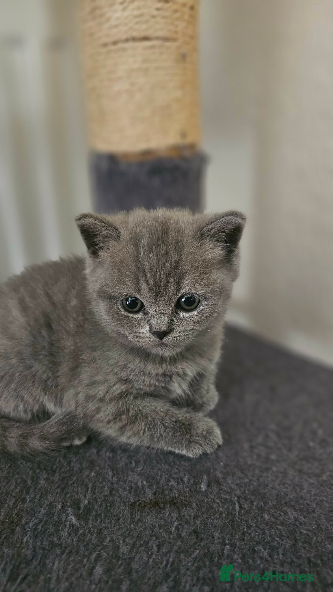Scottish Fold cats Scottish fold - Advert 1