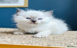 Ragdoll cats for sale: Stunning Rainbow of Ragdoll Kittens - Image 36
