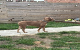 Dorset Olde Tyme Bulldogge dogs for sale: Olde tyme English bulldog  - Image 5
