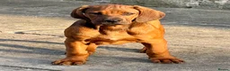 Rhodesian Ridgeback dogs for sale: Health tested parents of excellent temperament.  - Advert 4