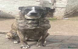 Mixed Breed dogs for sale: Lovely lady looking for good home - Image 7
