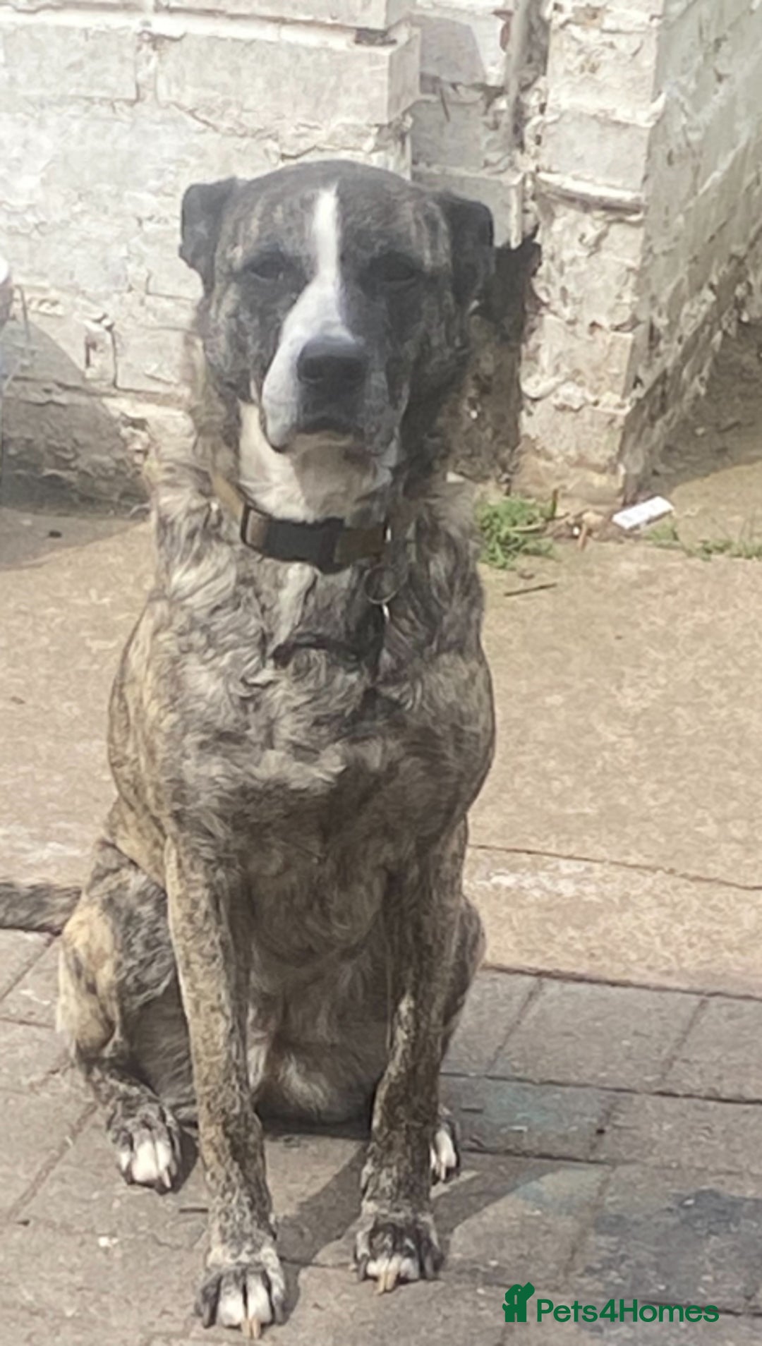 Mixed Breed dogs for sale: Lovely lady looking for good home - Image 7