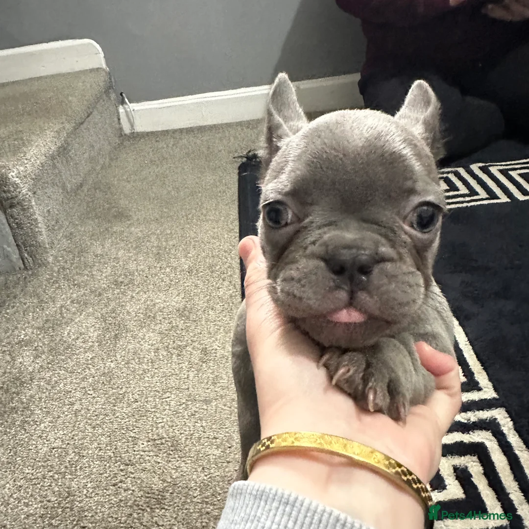 French Bulldog dogs for sale: 2 Girl  - Advert 7
