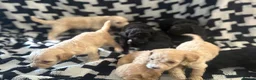 Cavapoochon dogs for sale: PRA Clear genetically DNA Tested Cavapoochons in Towcester - Advert 40