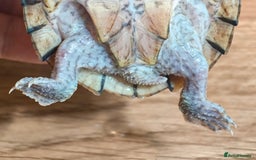 Turtle reptiles for sale: Razorback Musk Turtle, Free 4 bags 40g turtle food - Image 10