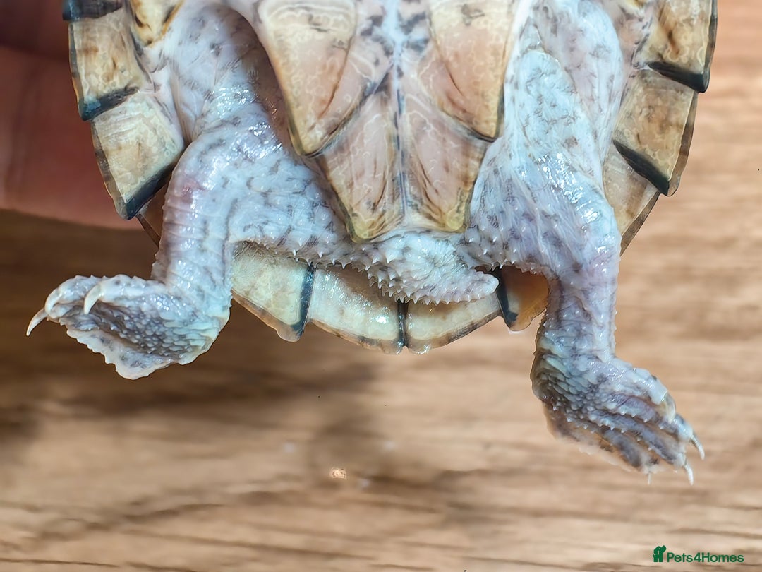 Turtle reptiles for sale: Razorback Musk Turtle, Free 4 bags 40g turtle food - Image 10