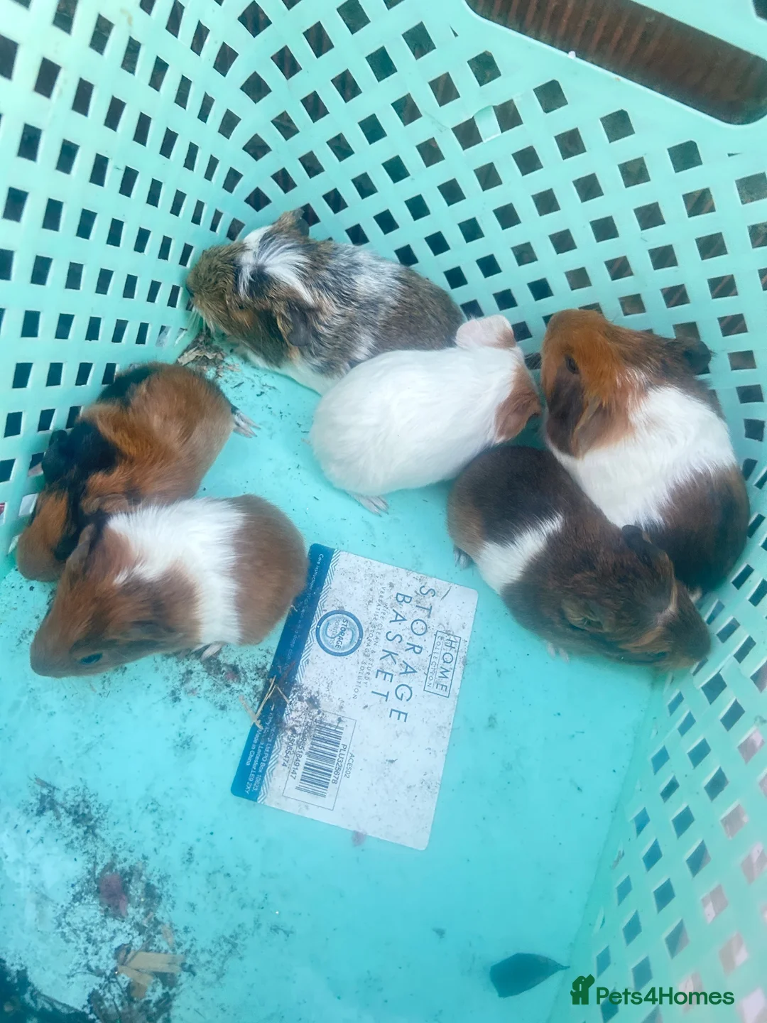 Guinea Pig rodents for sale: Guinea pigs  - Advert 10