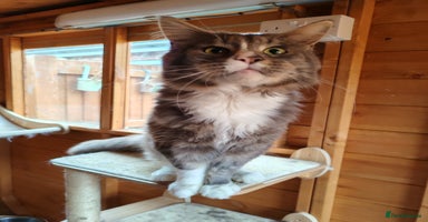 Maine Coon cats - Advert 11