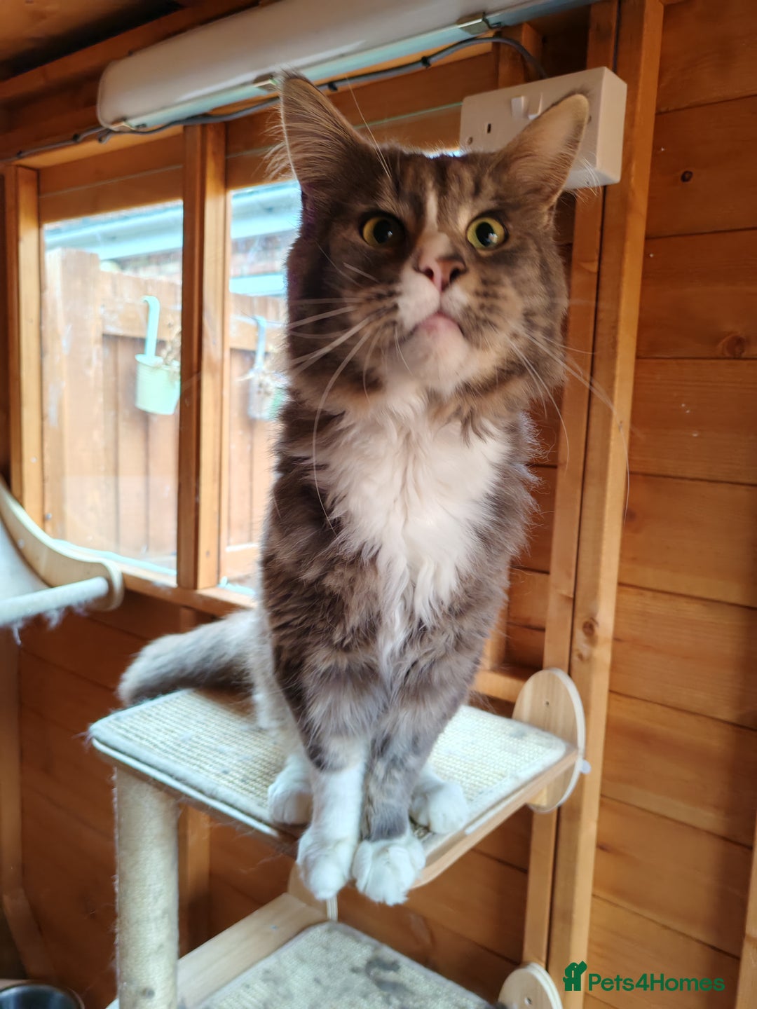 Maine Coon cats for sale: Adult blue male  - Image 3