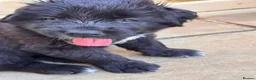 Mixed Breed dogs for sale: Ready To GO - Exclusive UK Tibetan Saints Puppies  - Advert 10