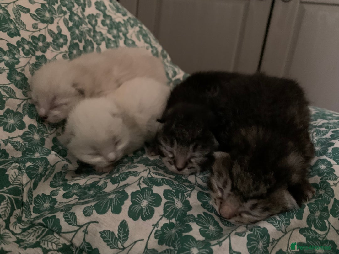 Siamese cats for sale: 🐾✨ White Siamese Maggir Became a Mum! ✨🐾 - Advert 31