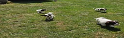 Mixed Breed dogs for sale: *Therapy bred* Clumber cocker springer cross  - Advert 5
