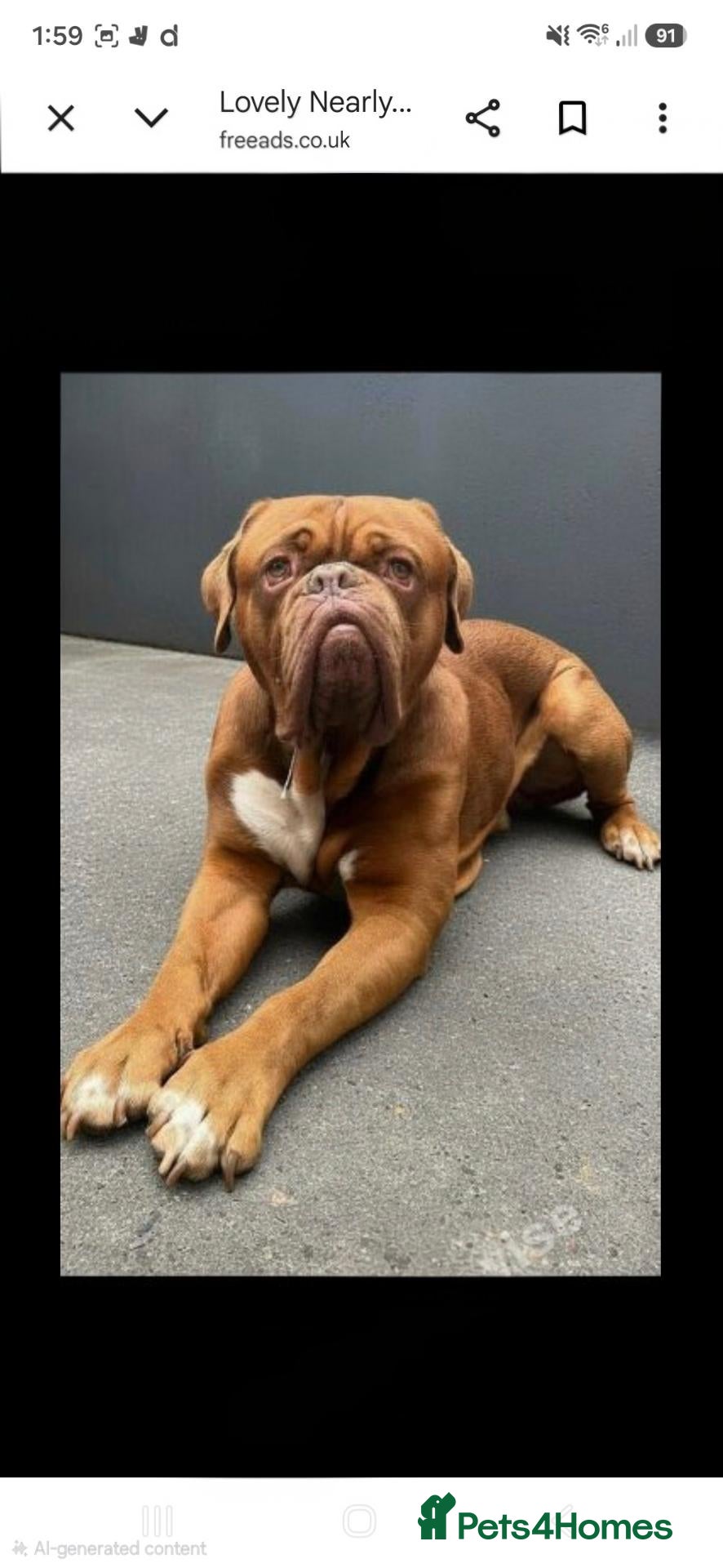 Dogue De Bordeaux dogs Beautiful male douge up for STUD  - Advert 7