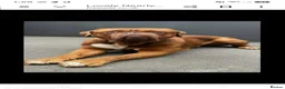 Dogue De Bordeaux dogs for stud: Beautiful male douge up for STUD  - Advert 1