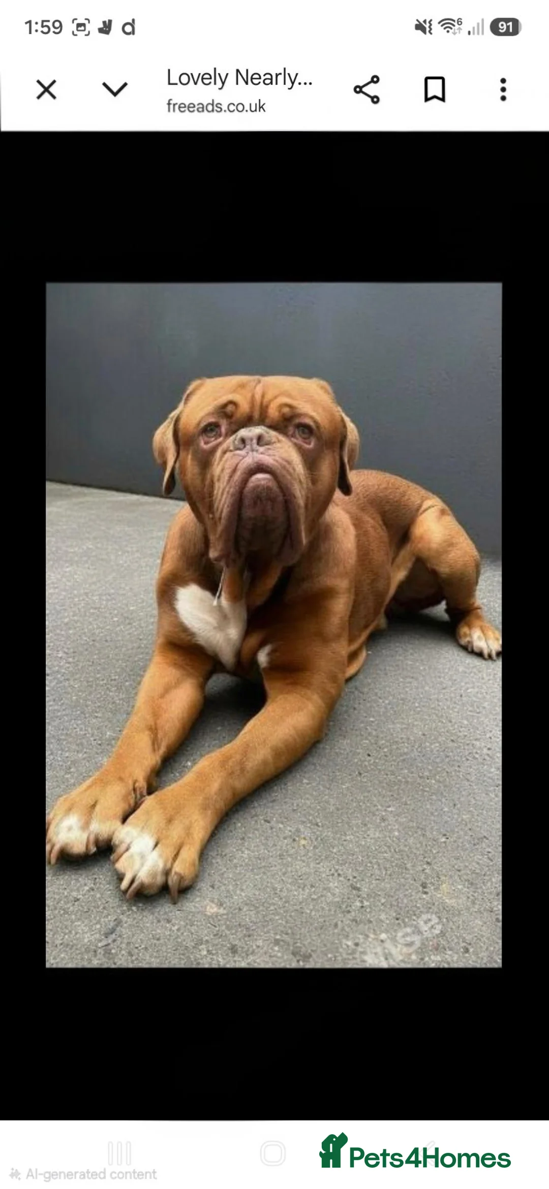 Dogue De Bordeaux dogs for stud: Beautiful male douge up for STUD  - Advert 1
