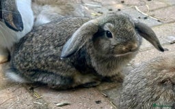 Mini Lop rabbits for sale: 4 x Beautiful Mini Lops for sale - Image 9