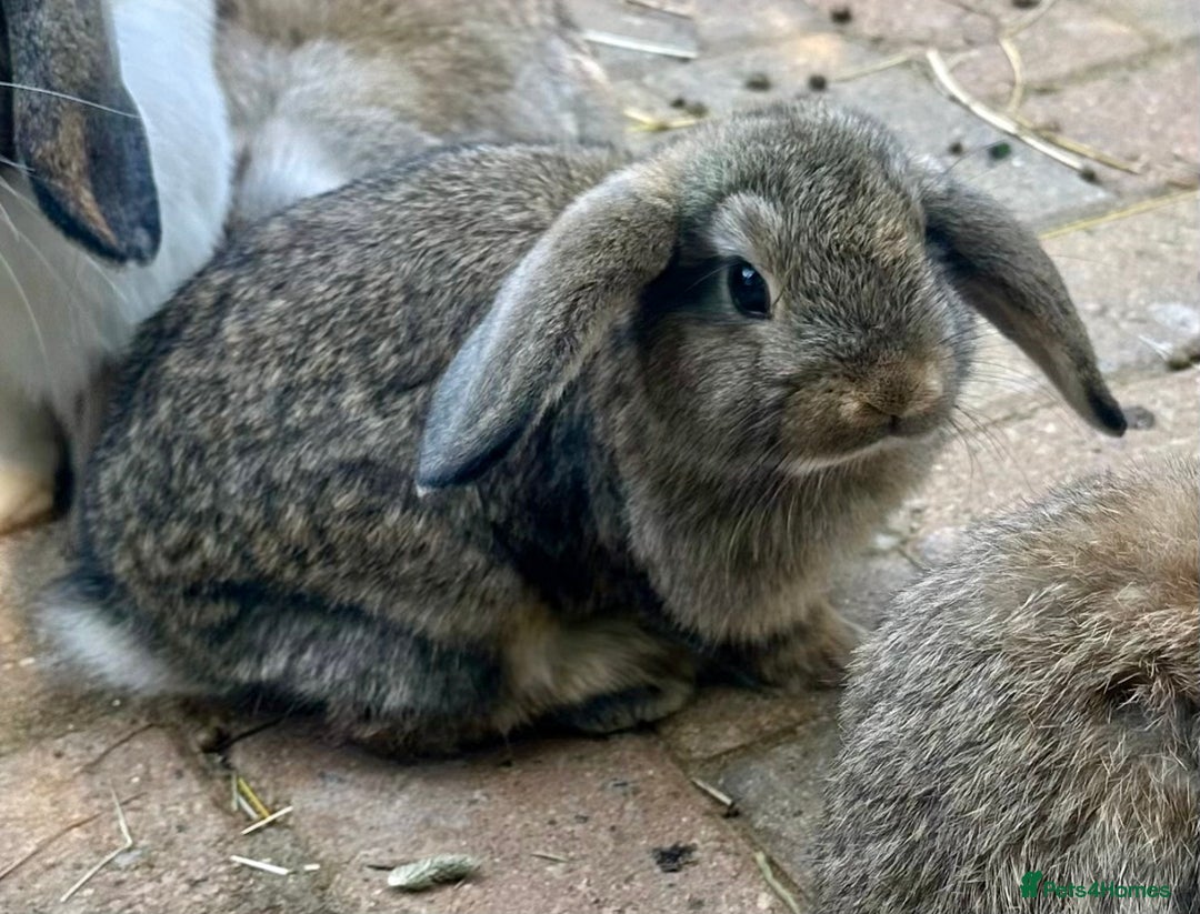 Mini Lop rabbits for sale: 4 x Beautiful Mini Lops for sale - Image 9