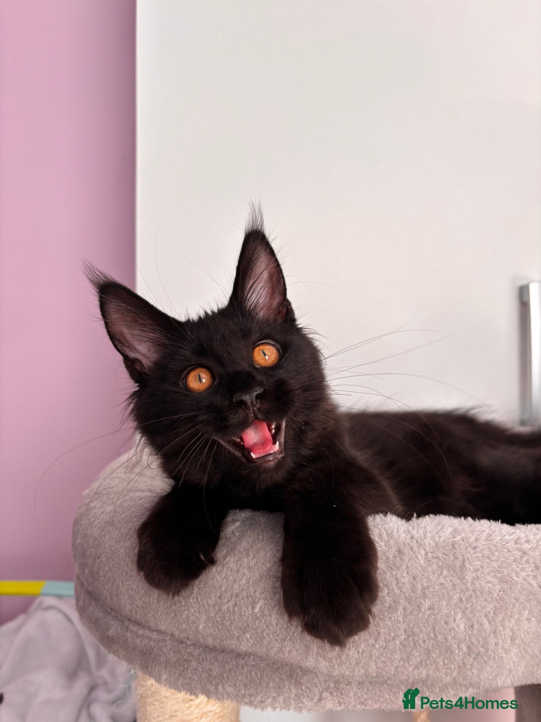 Maine Coon cats for sale: ✨7 Pure Bred Maine Coon Kittens✨ - Advert 14