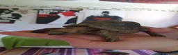Tortoise reptiles for sale: 2 tortoises  - Advert 6