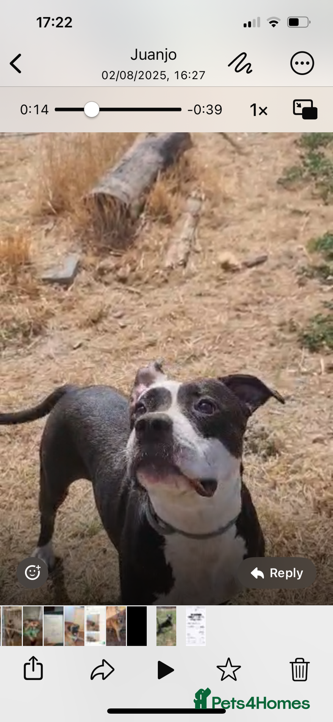Mixed Breed dogs for adoption: ❤️ HERA the dog with a beautiful heart ❤️ - Image 13