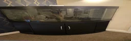 Pufferfish fish for sale: Fahaka puffer and tank - Advert 4