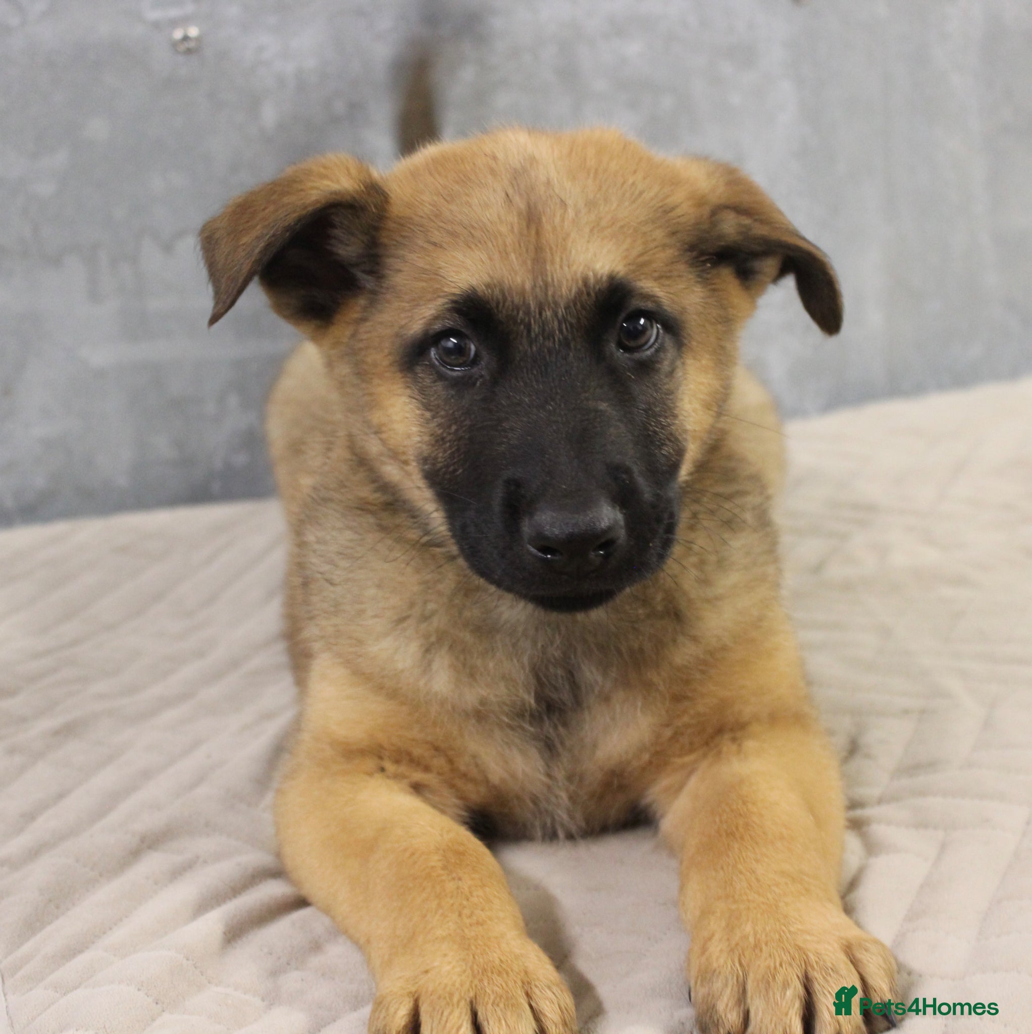 German Shepherd dogs for sale: German Shepherd Puppies  - Advert 10