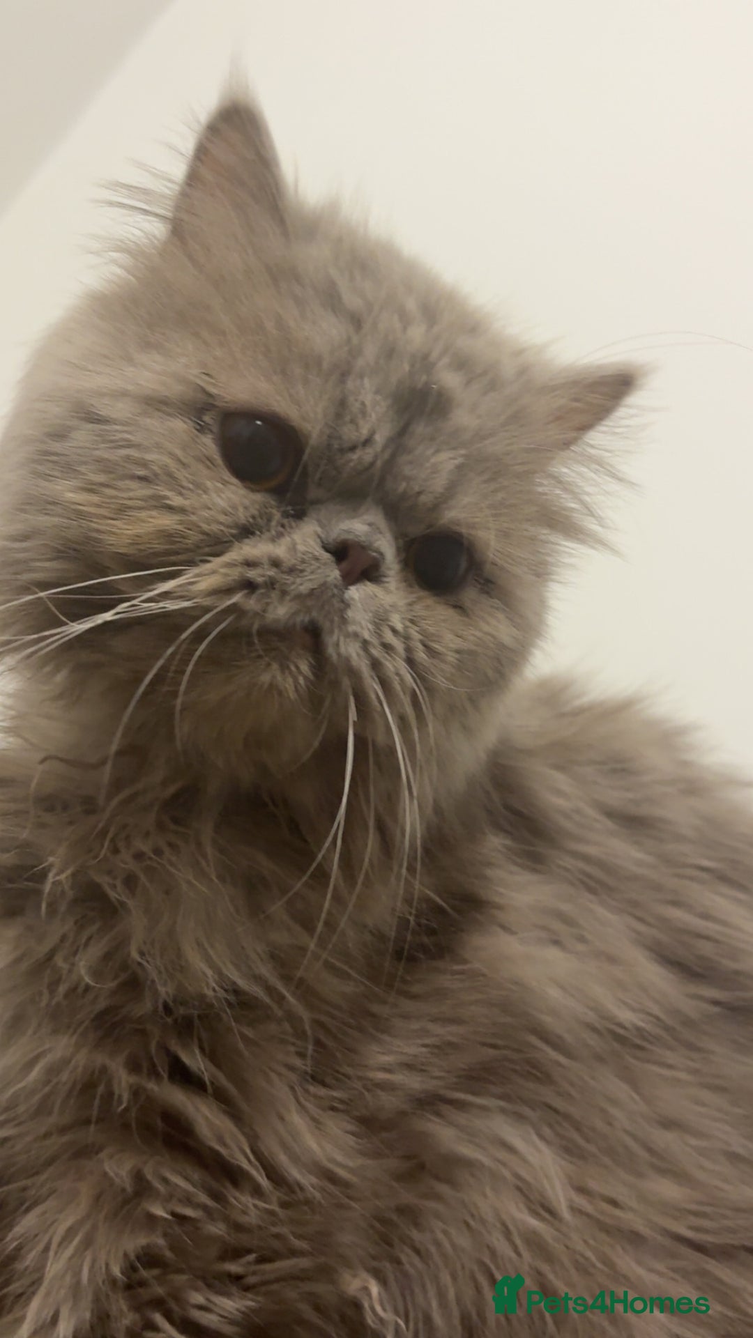 Persian cats for sale: Flame point twins - Advert 10