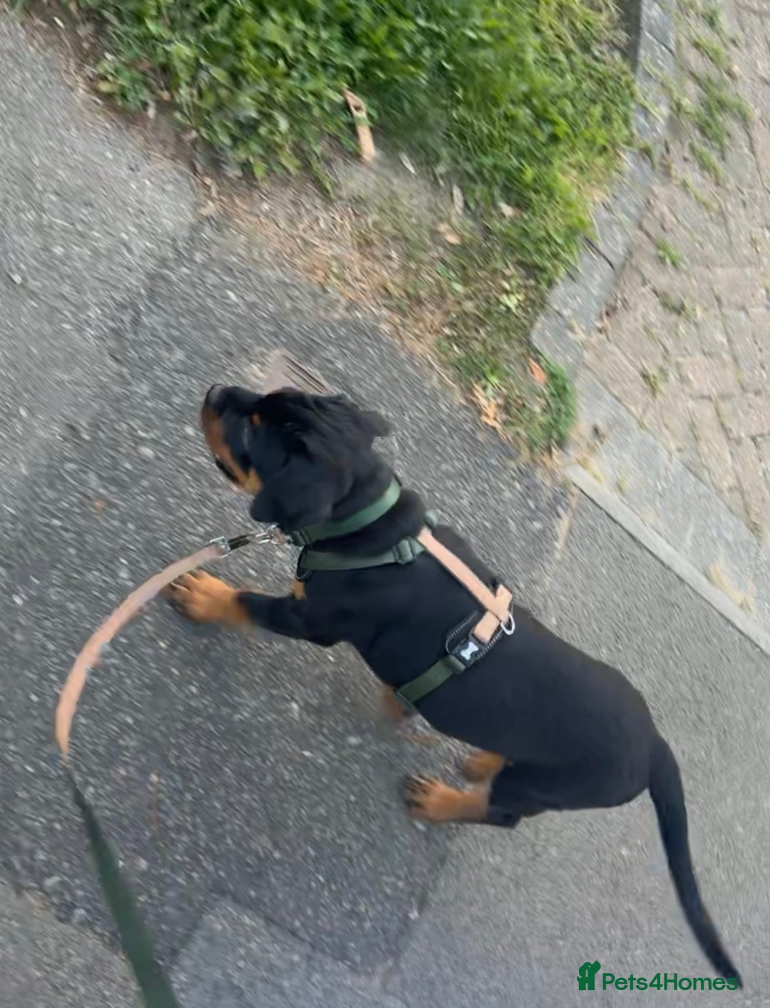 Rottweiler dogs for sale: 9 beautiful Rottweiler puppies for sale  - Advert 13