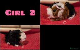 Guinea Pig rodents for sale: Beautiful longhaired guinea pigs- boys and girls - Image 3