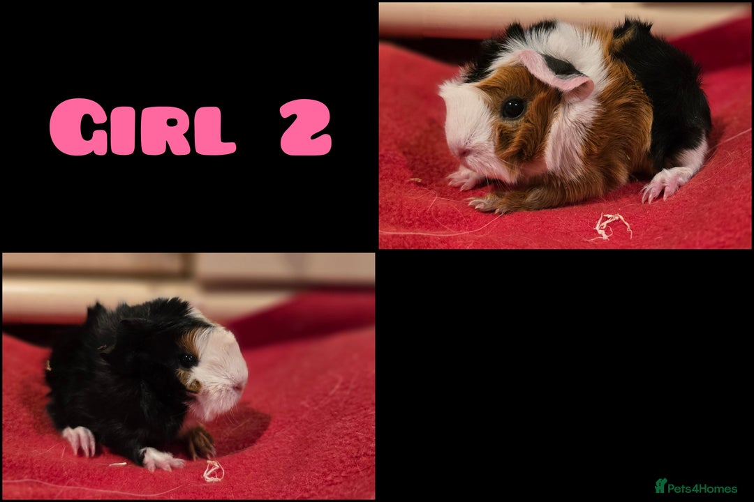 Guinea Pig rodents for sale: Beautiful longhaired guinea pigs- boys and girls - Image 3