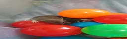 Rat rodents for sale: Gorgeous fancy dumbo rats - Advert 14