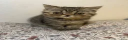 Exotic cats for sale: Exotic Persians - Advert 15