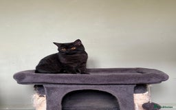 British Shorthair cats for sale: Beautiful British Shorthair kittens - Image 7