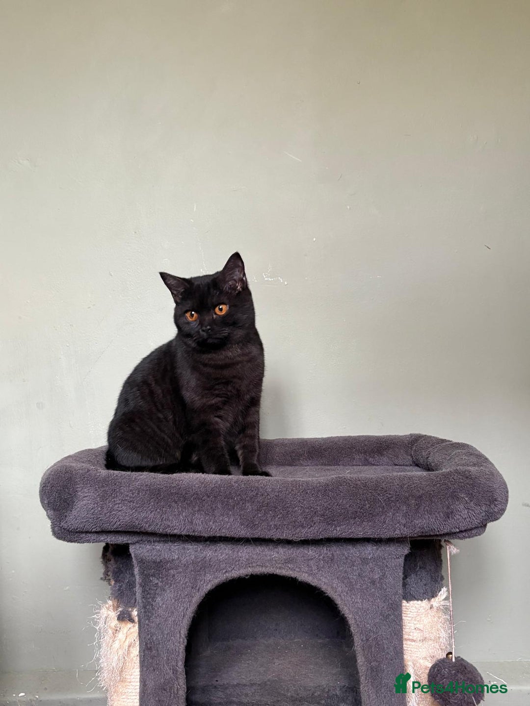 British Shorthair cats for sale: Beautiful British Shorthair kittens - Image 7
