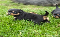 Rottweiler dogs for sale: KC Registered Rottweiler puppies  - Image 7