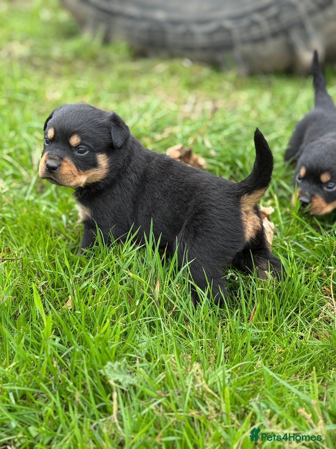 Rottweiler dogs for sale: KC Registered Rottweiler puppies  - Image 7