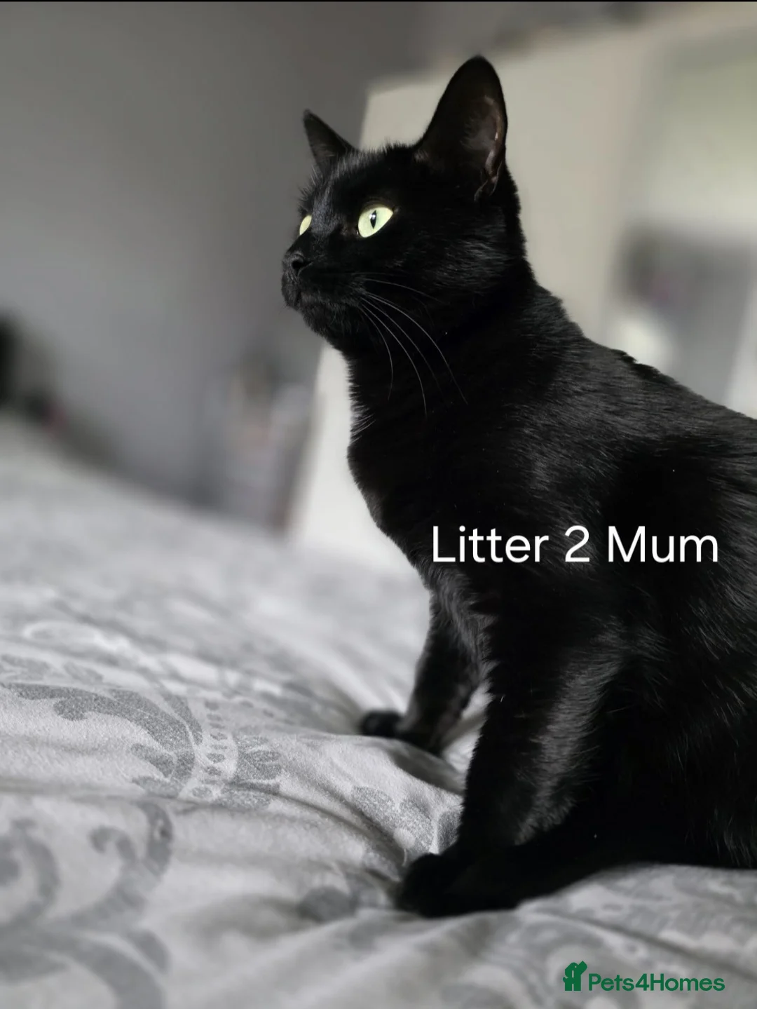 Mixed Breed cats for sale: 10 Beautiful Kittens! - Advert 2