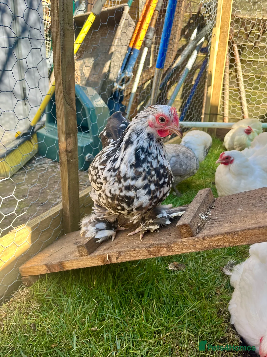 Chickens poultry for sale: Pekin Point of Lay Females  - Advert 2