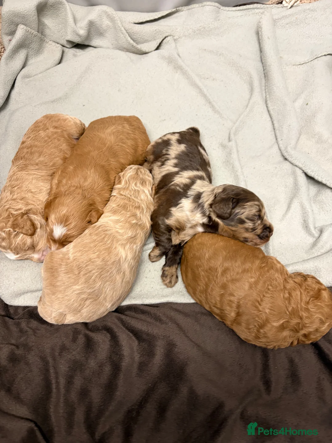 Cockapoo dogs for sale: Cockapoos  - Advert 4