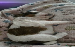 Shih Tzu dogs for sale: Puppies for reservation / sale  - Image 13
