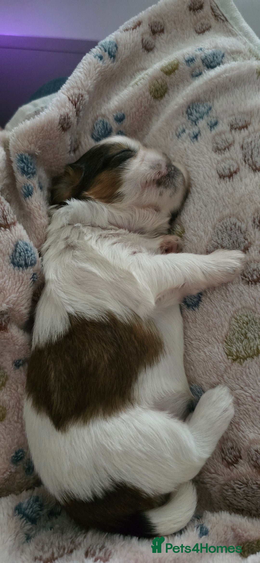 Shih Tzu dogs for sale: Puppies for reservation / sale  - Image 13