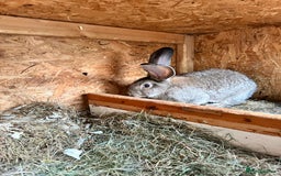Continental Giant rabbits for sale: Giant continental male - Image 4