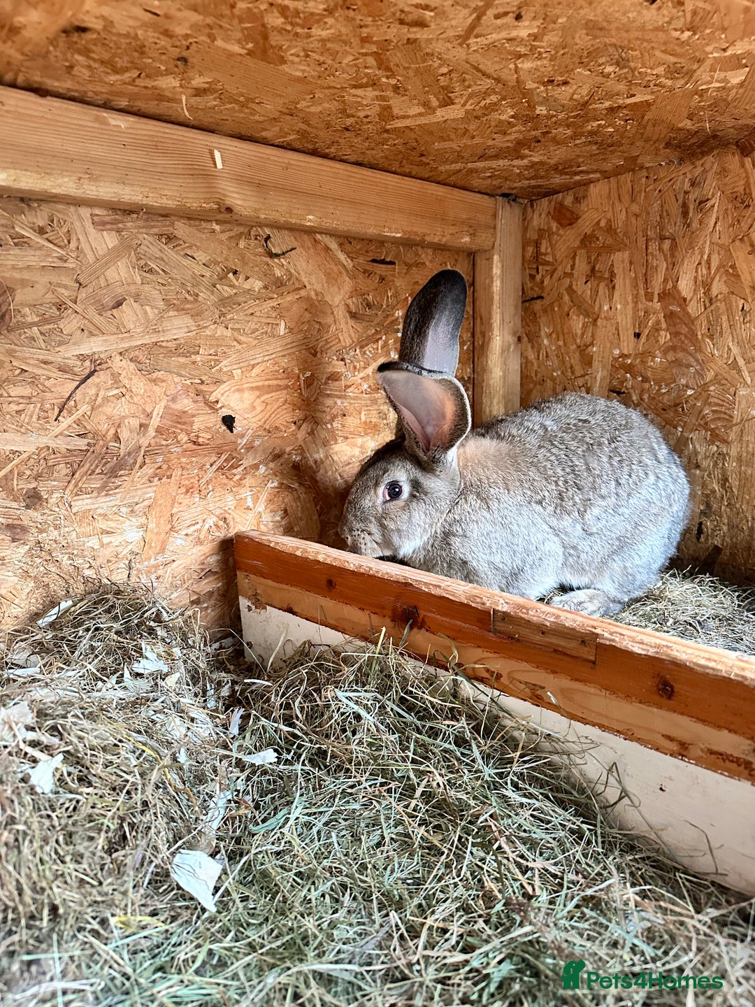 Continental Giant rabbits for sale: Giant continental male - Image 4