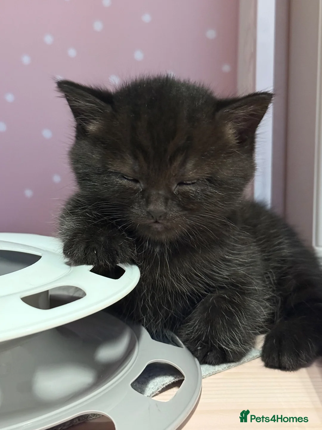Mixed Breed cats for sale: Adorable Kittens Looking for Their Forever Homes - Advert 10